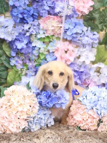 20250619こはるちゃん